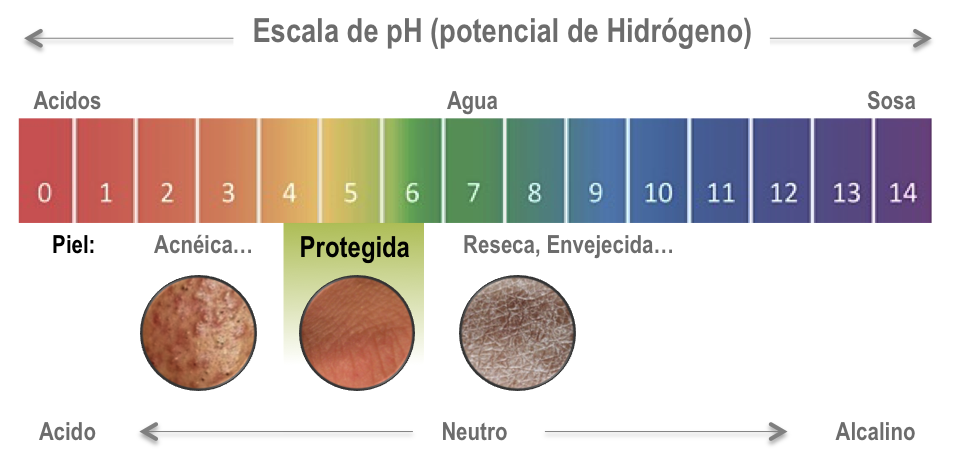 regular Descripción del negocio Almuerzo El PH de la piel y de los cosméticos – Instituto de Dermocosmética