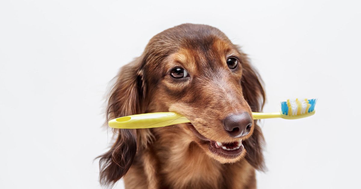 Cómo se hace una pasta de dientes natural para perros